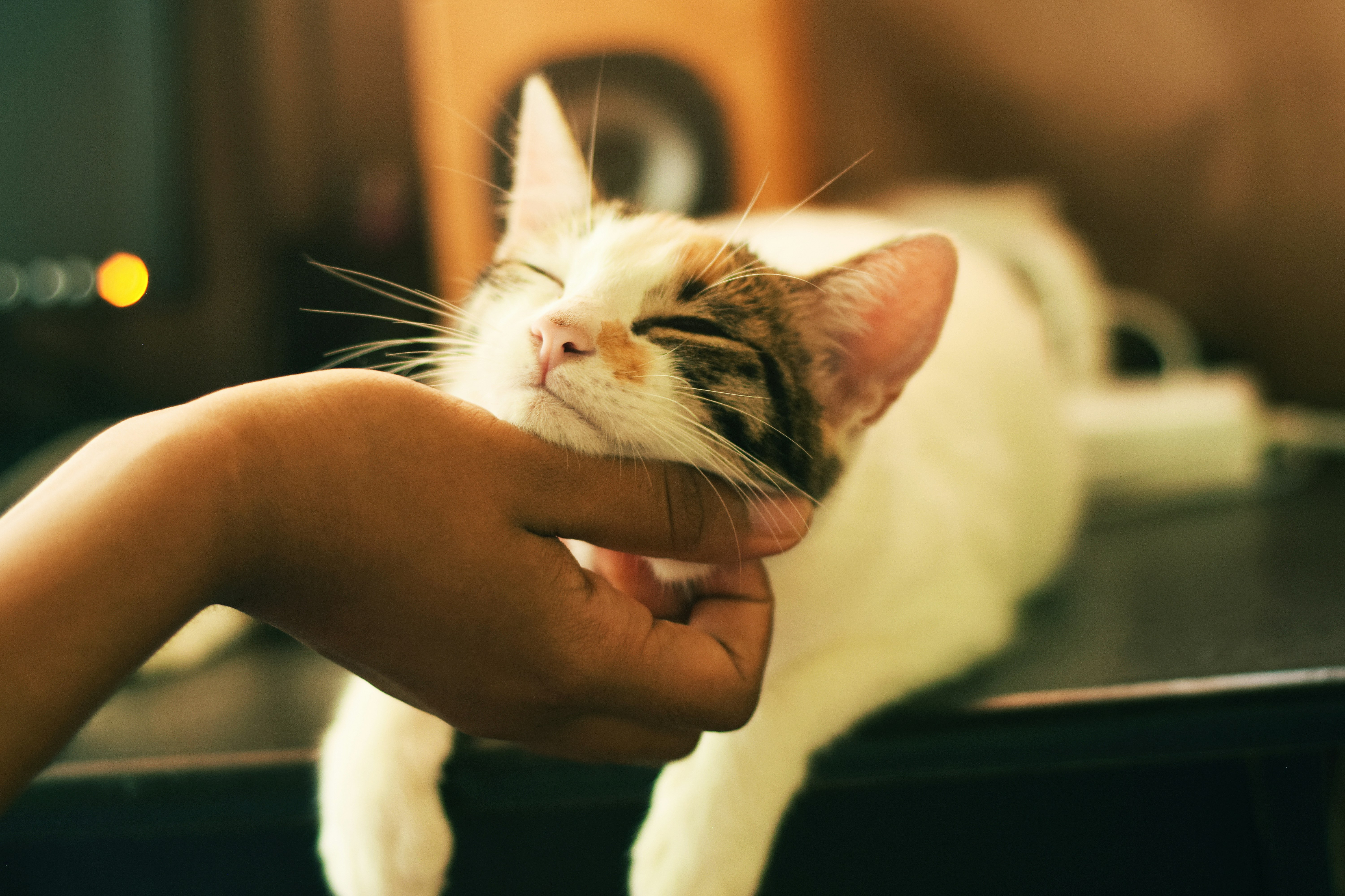 Tarkelo — Υπηρεσίες grooming